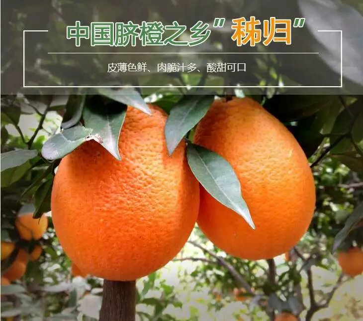 秭归脐橙长虹长红九月红新鲜现摘果园直发顺丰包邮非赣南脐橙
