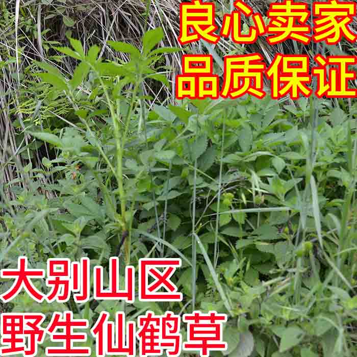 仙鹤草大别山野生仙鹤草优质精选仙鹤草龙牙草狼牙草子母草