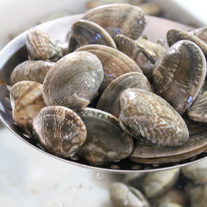 半格绿 鲜活 个大肥满 超美味小炒鲜贝 贝壳 花蛤 几乎无沙