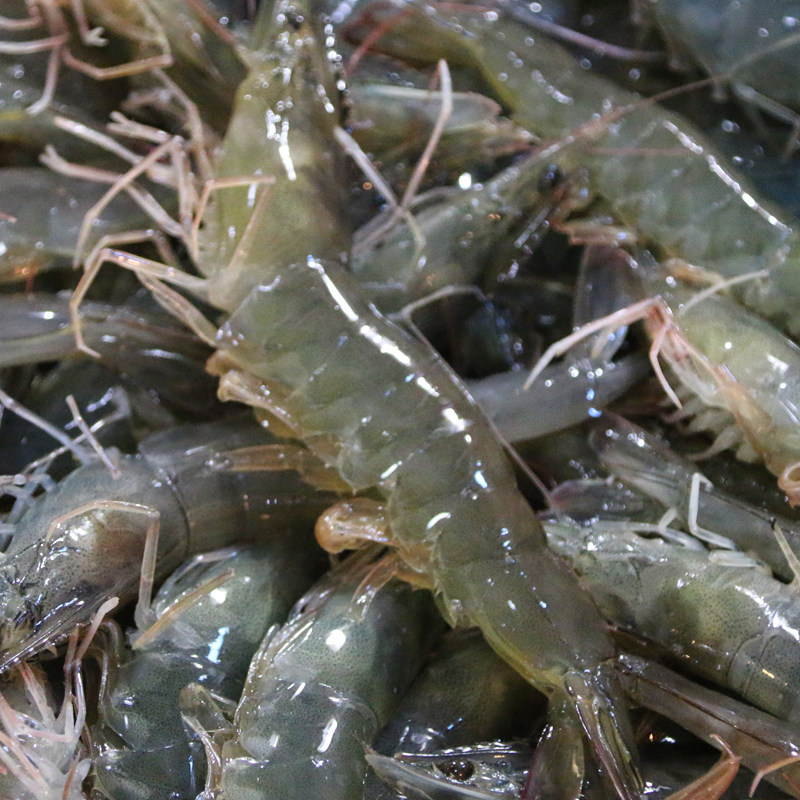 鲜活格绿北京周边地区新鲜海鲜白虾活虾水产虾类制品