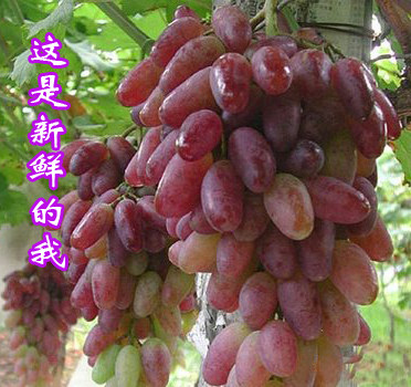 新货新疆特级玫瑰红香妃葡萄干无籽红提提子蜜饯葡萄干