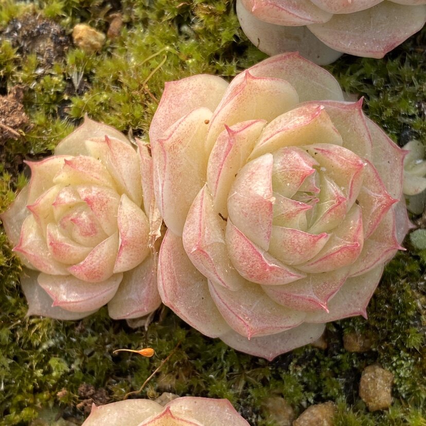 潘多拉女王多肉植物一物一拍多肉植物