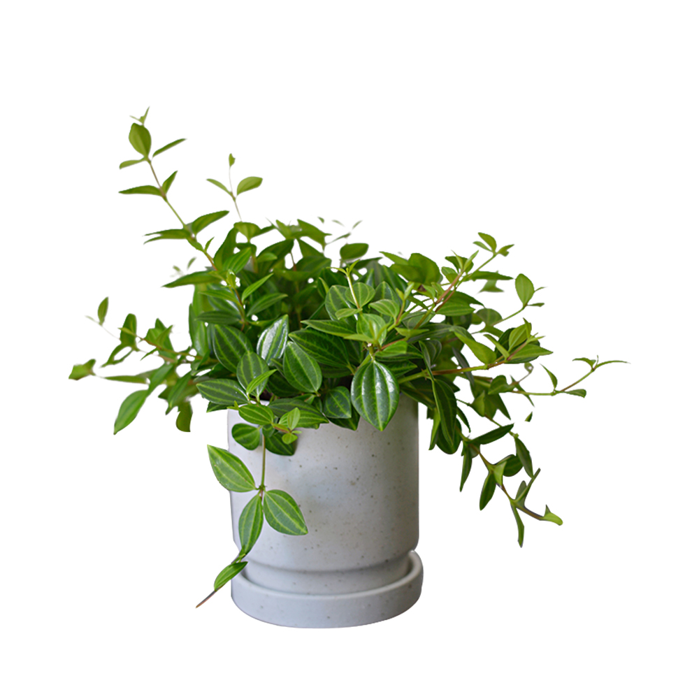 physis白脉椒草豆瓣绿钻石翡翠耐阴常绿植物迷你盆栽客厅室内