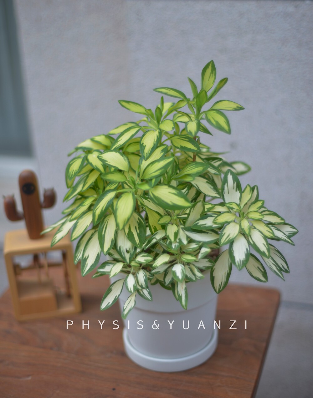 physis室内好养盆栽六出花带花卉ins绿植