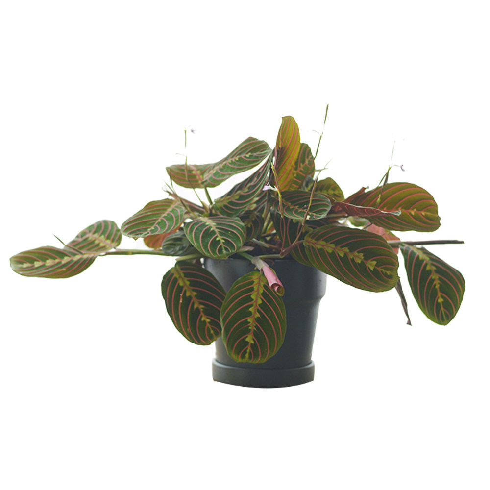 physis叶蝉竹芋红蜻蜓室内外北欧欧风新奇植物桌面绿植