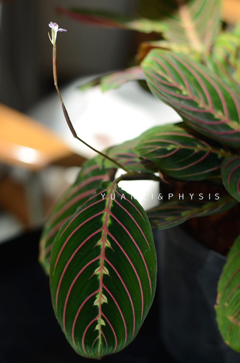 physis 叶蝉竹芋红蜻蜓室内外北欧风新奇植物桌面好养绿植盆栽