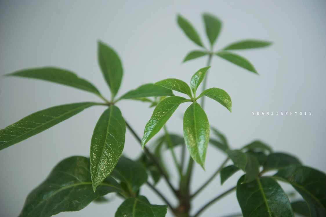 physis 日本大叶伞保罗大株室内盆栽绿植净化空气北欧风新奇植物