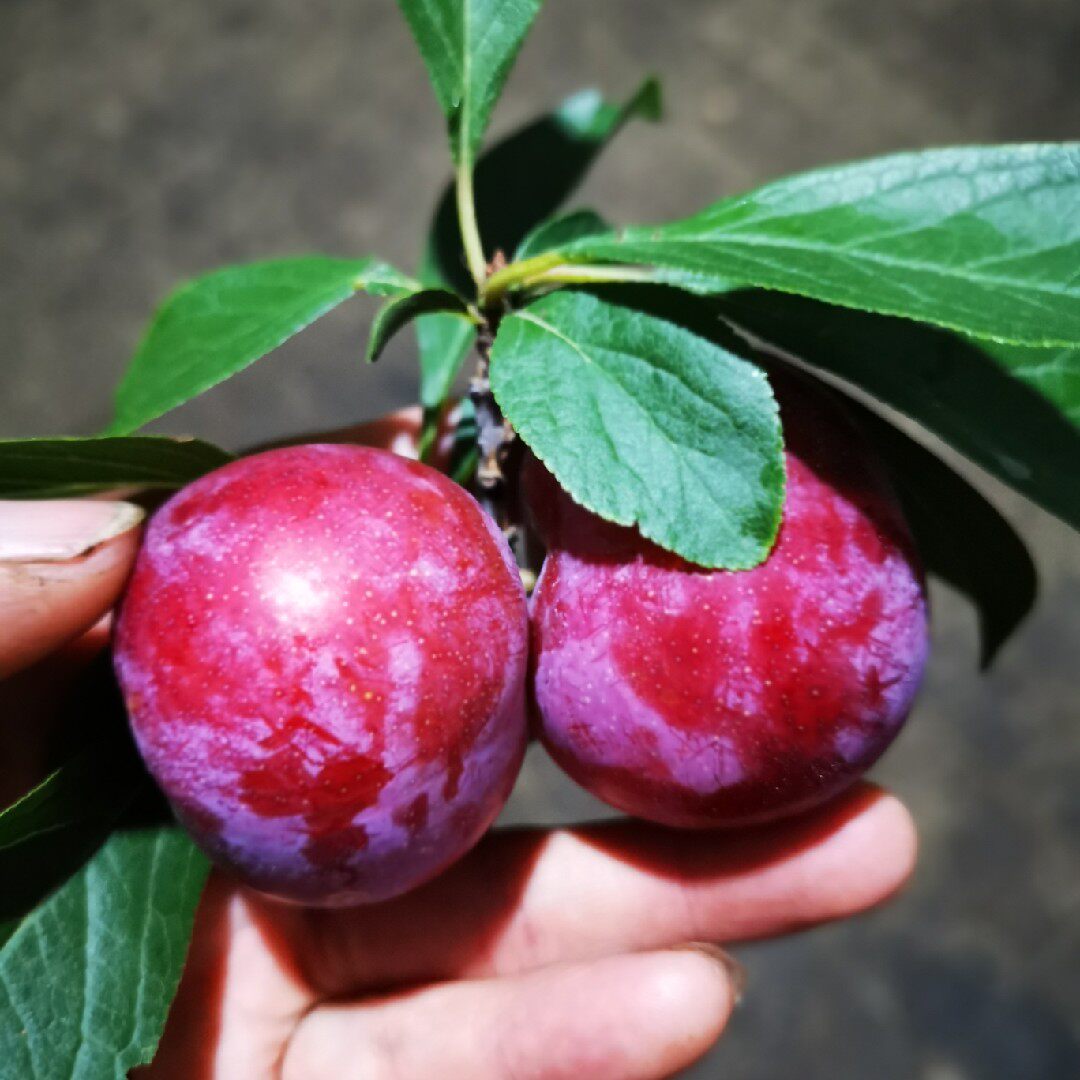 带盆栽好 正宗桃园槜李 醉李 果树苗 檇李苗 1年 桐乡特产 2年 - 爱购