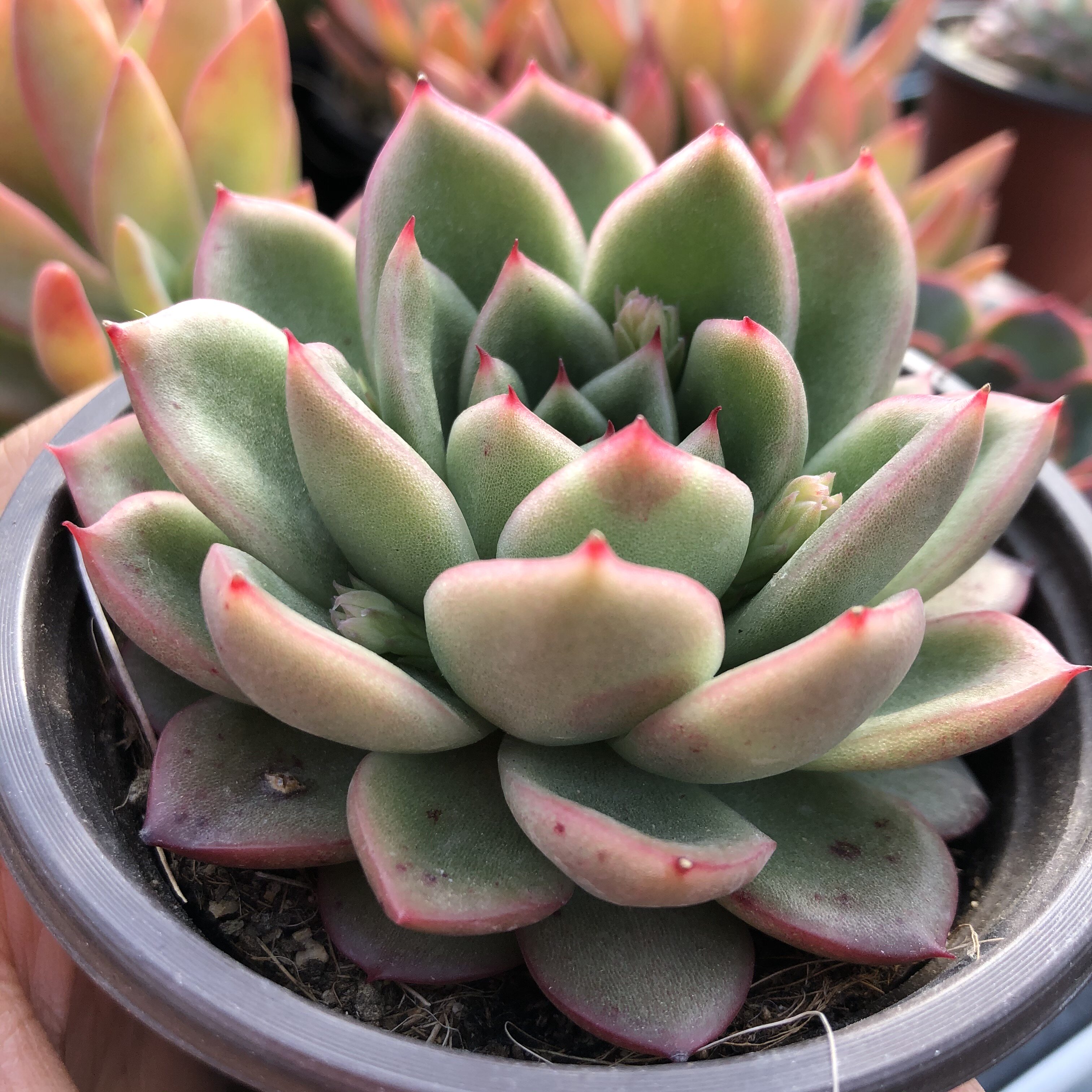 常春藤园艺玉杯冬云多肉植物创意小盆盆栽装饰品多肉植物