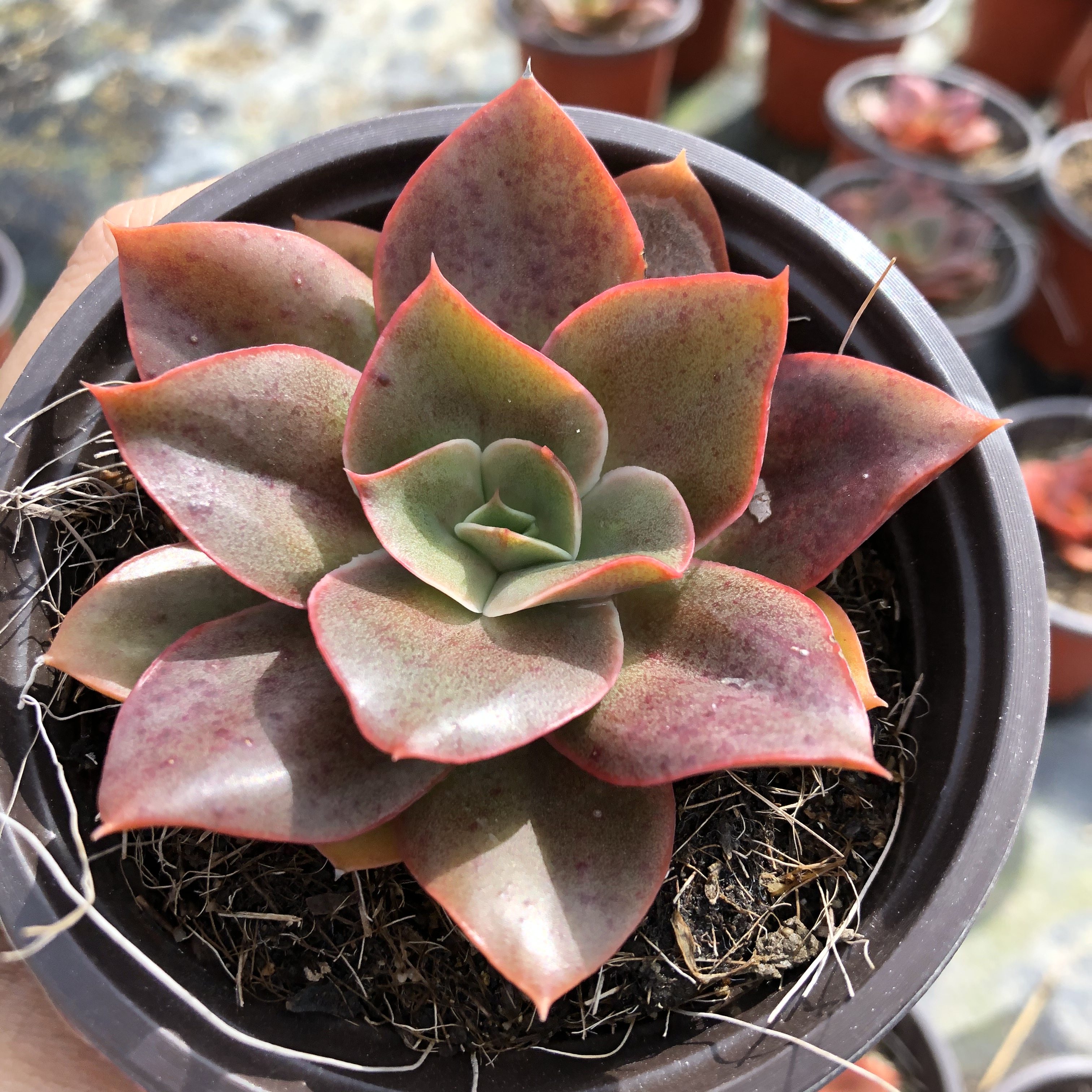 大河之舞稀少品种多肉植物9cm盆带盆发货大棚多肉植物