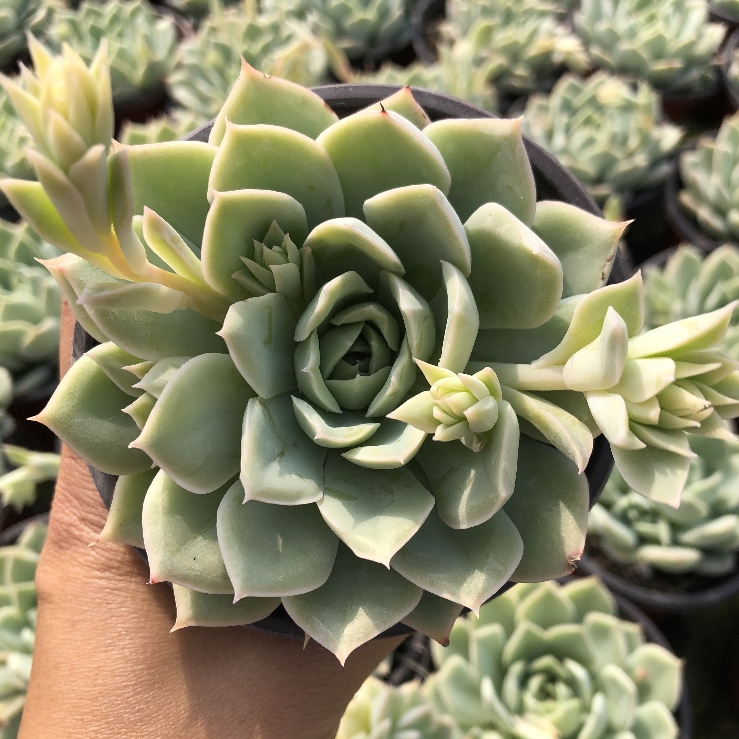 月亮仙子多肉植物9cm满盆发货大棚直销庭院多肉植物