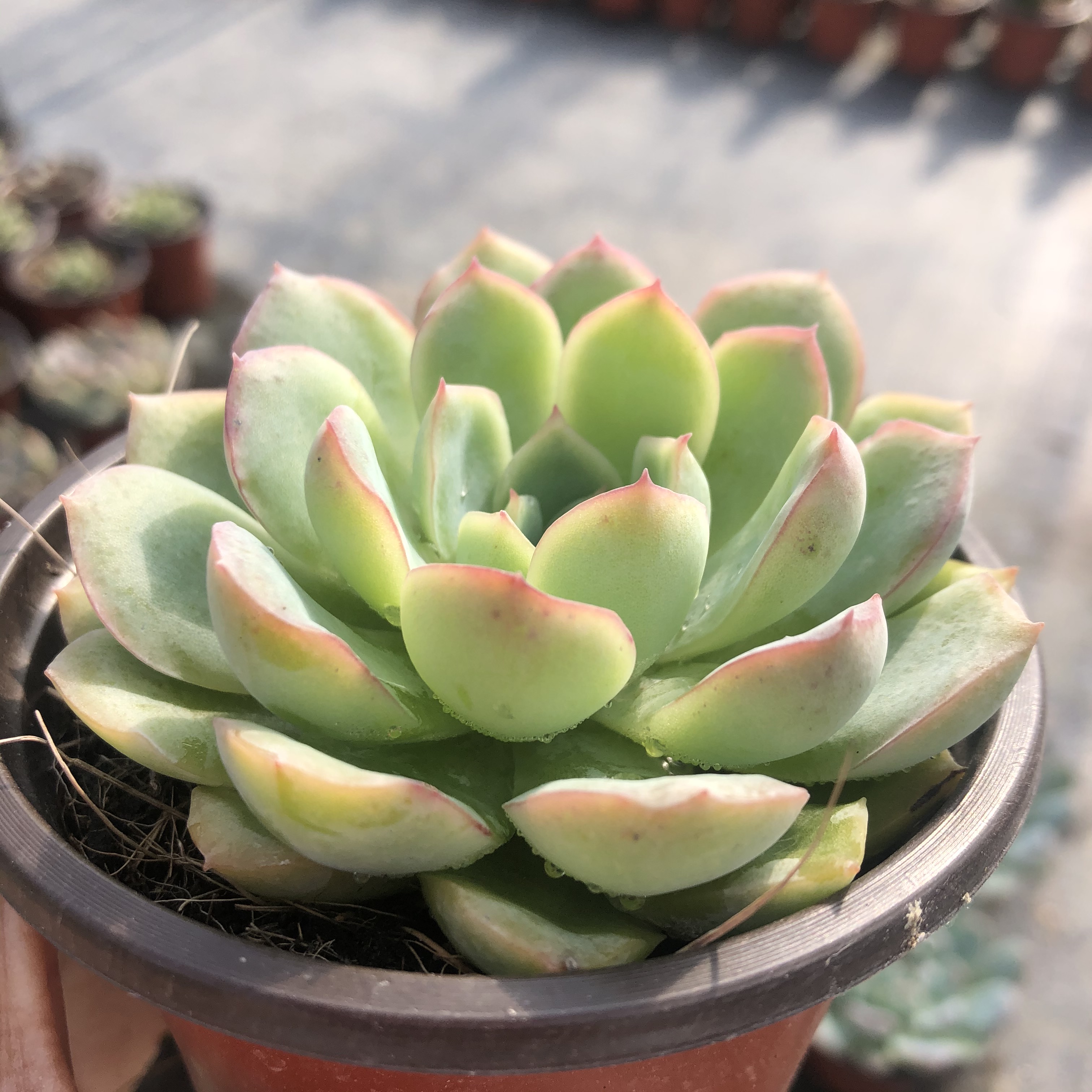 莎莎女王厘米盆带盆栽多肉植物大棚直销29包多肉植物