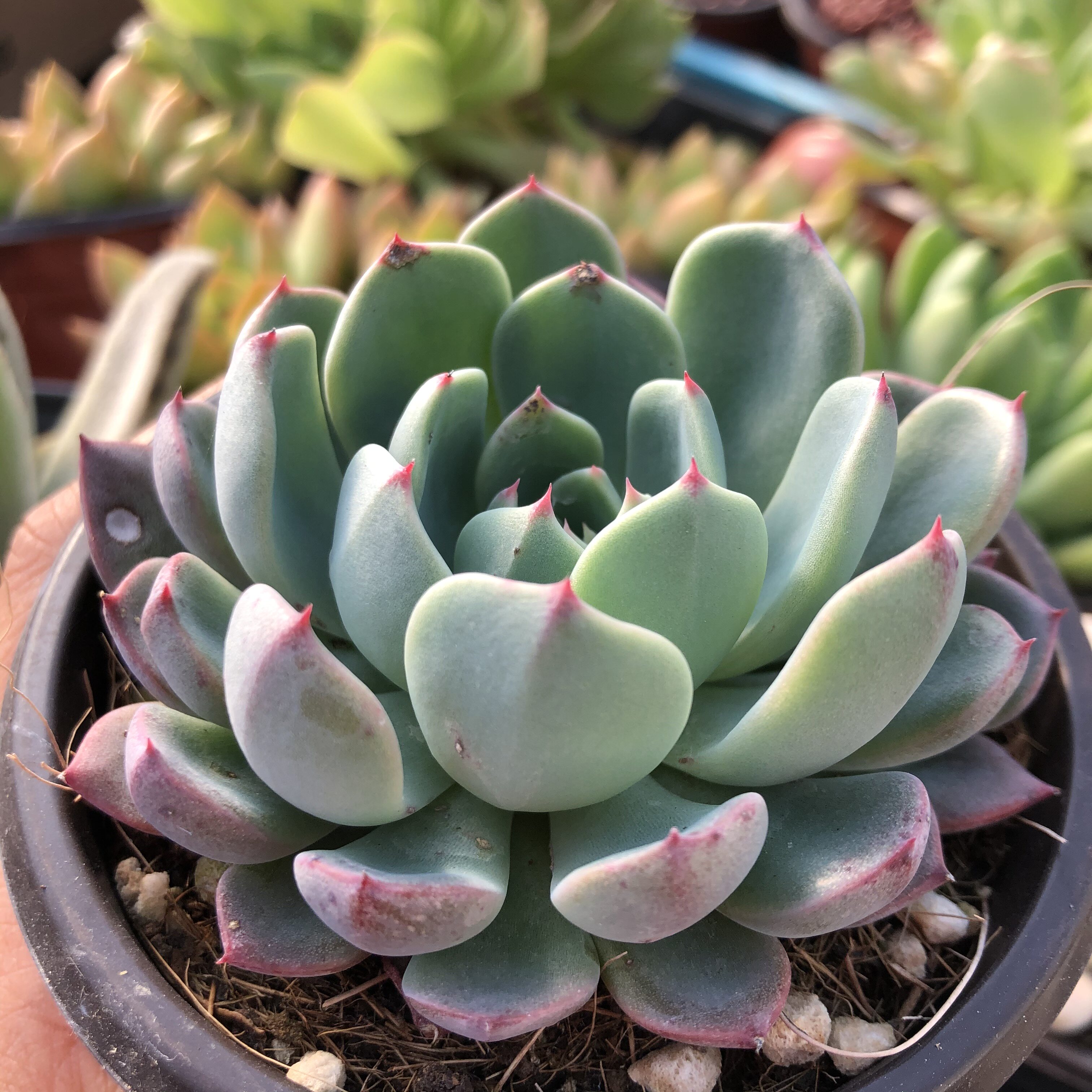 娜娜小勾大单头多肉植物9cm盆带盆发货大棚直销多肉植物