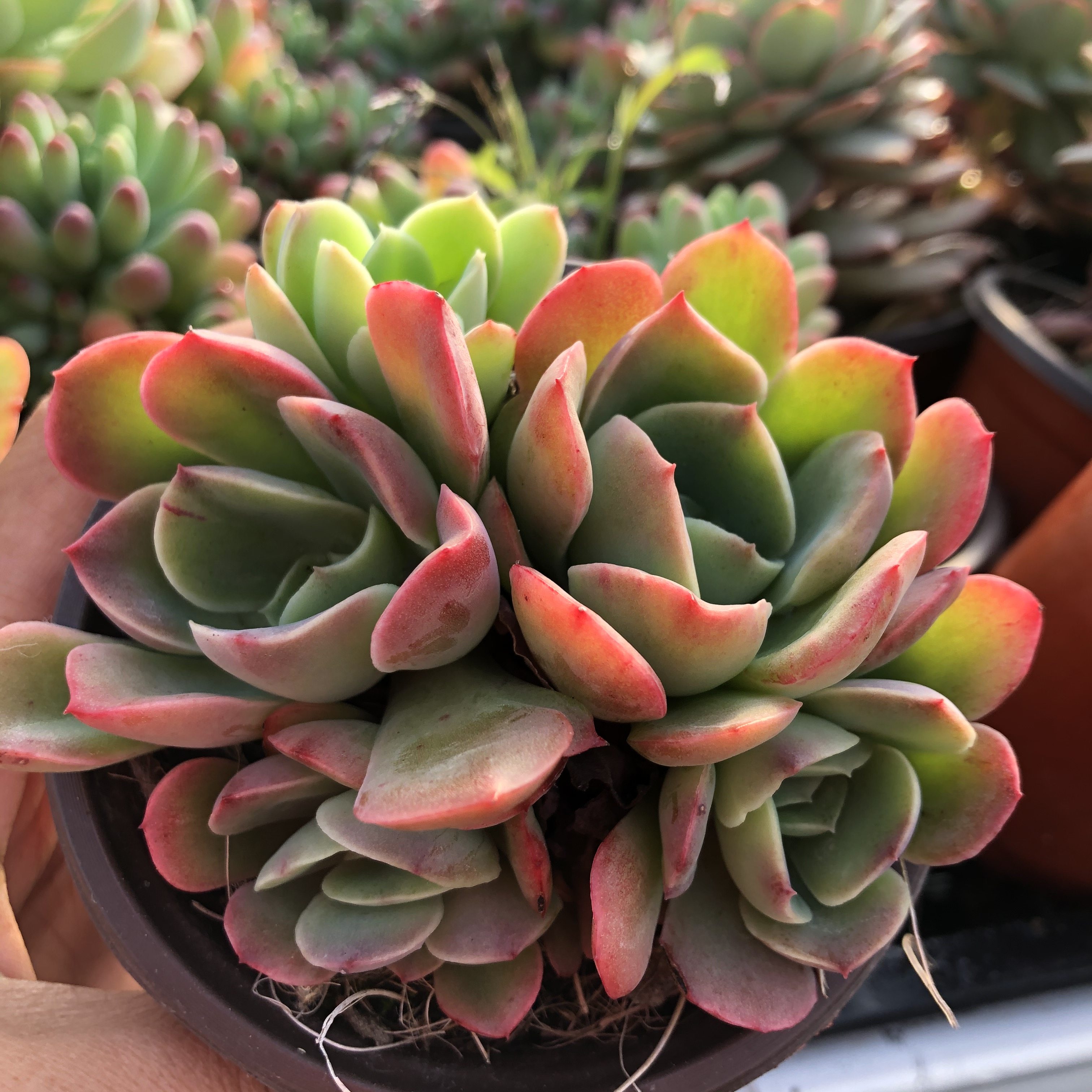 常春藤园艺六福福神多肉植物易群生群生精品肉肉多肉植物