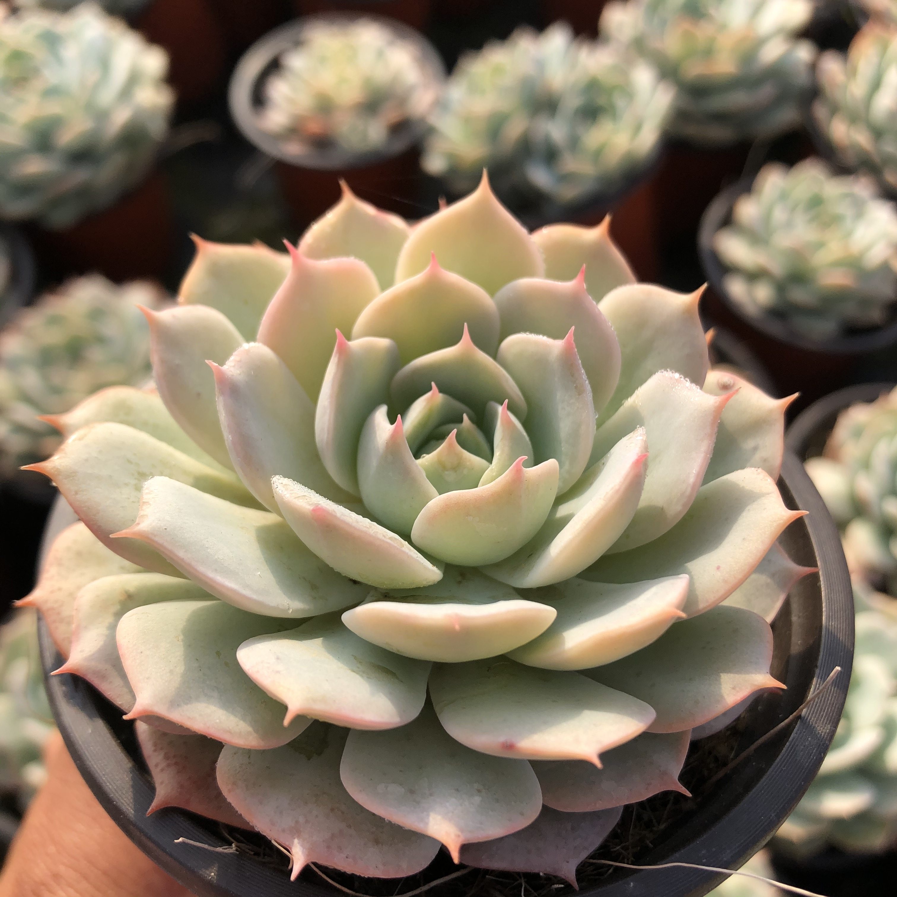 雪域荷叶9cm盆带盆土发多肉植物新手肉肉室内多肉植物