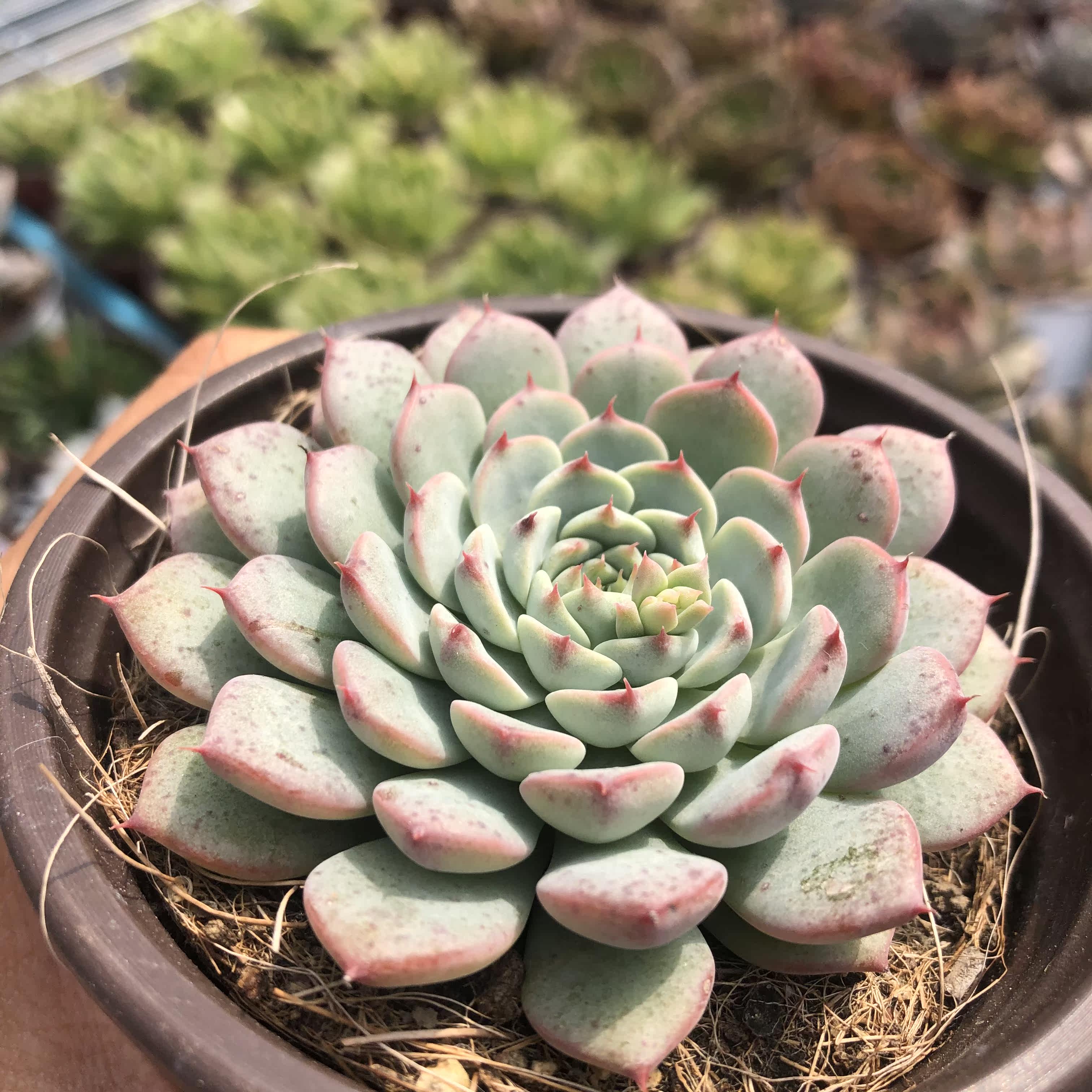 常春藤园艺姬莲多肉植物带盆发货29包绿植花卉多肉植物