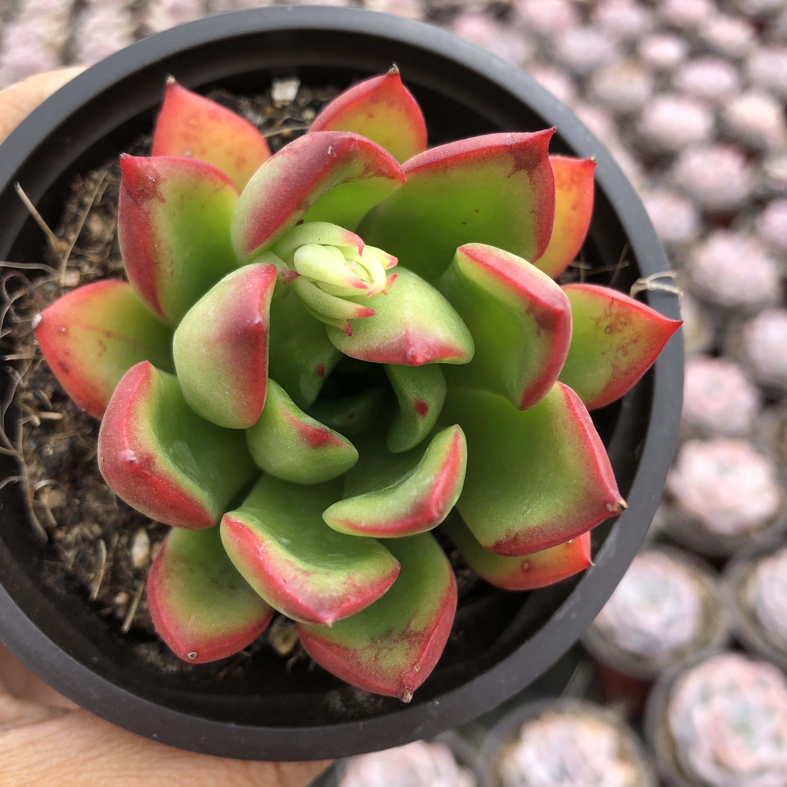 血斑罗杰安娜多肉植物阳台办公室绿植迷你盆栽多肉植物