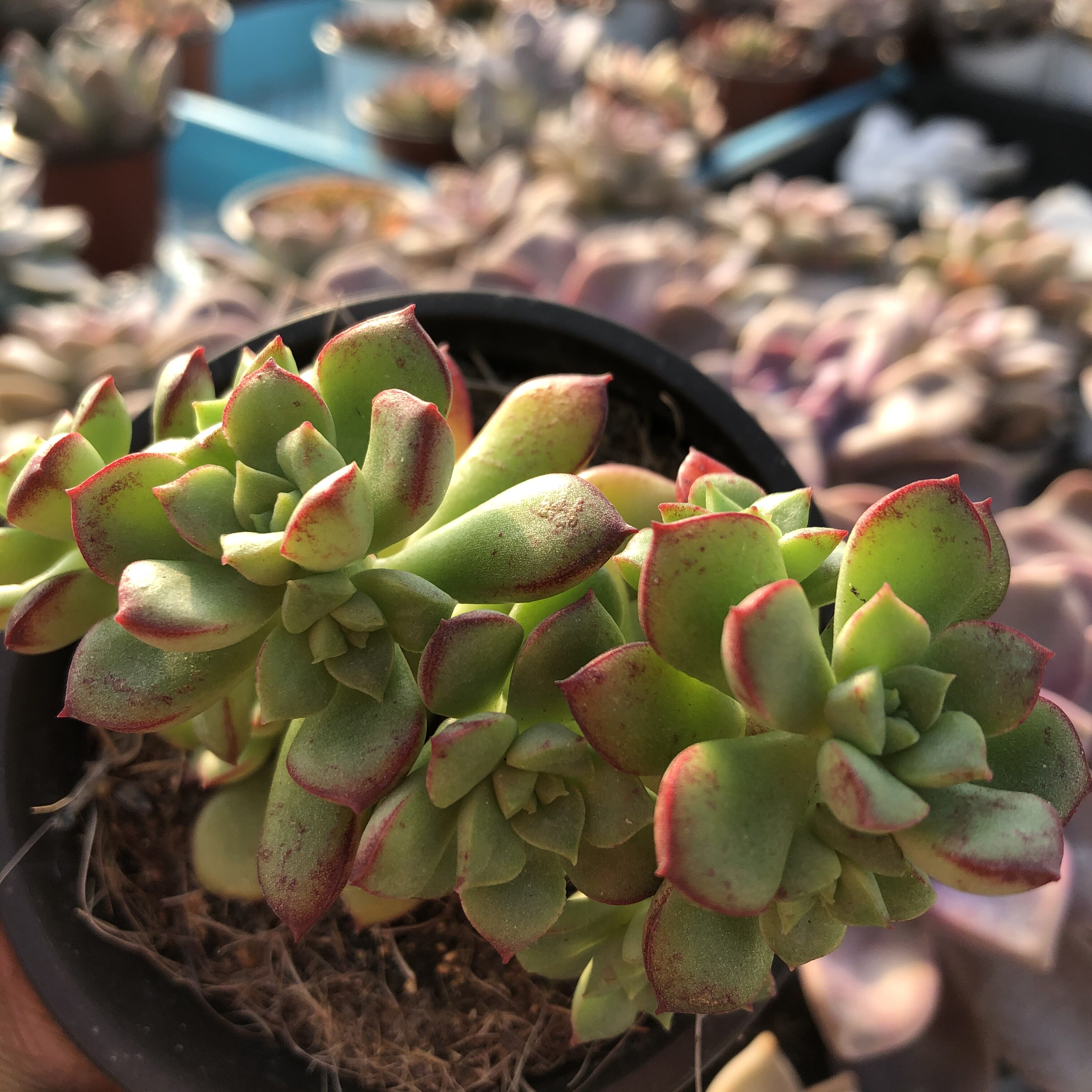 常春藤园艺酥皮鸭小老桩群生多肉植物办公室阳台多肉植物