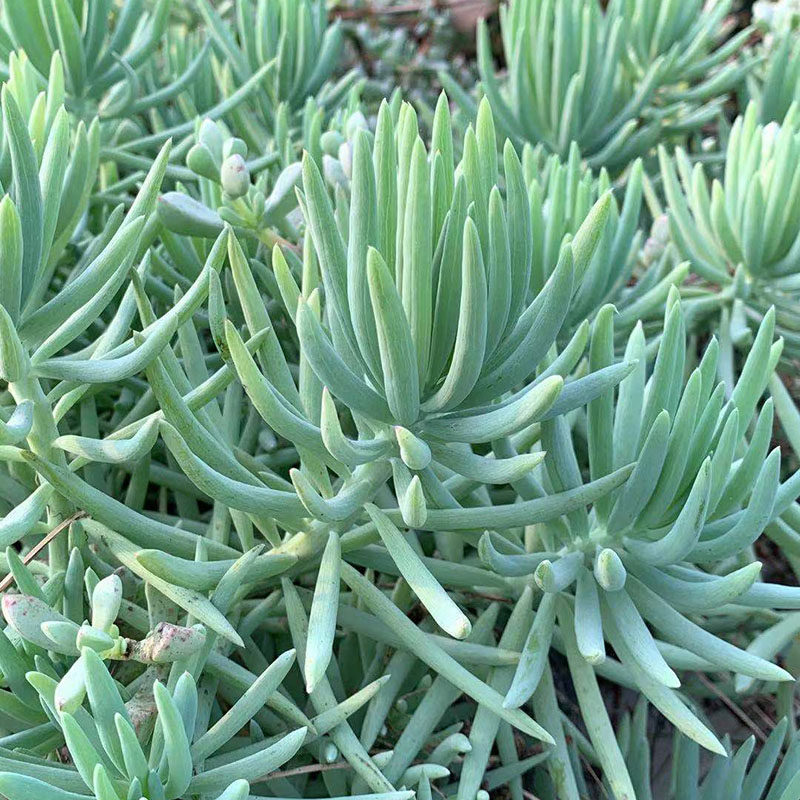 多肉 蓝月亮 防辐射抗甲醛阳台室内迷你盆栽 根系发达比较好养