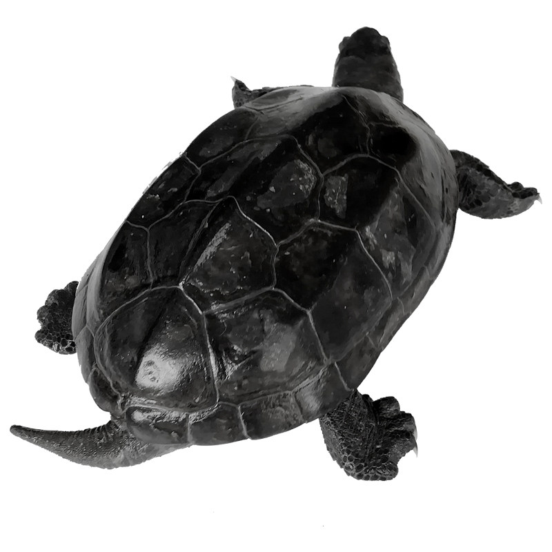 中华墨龟纯种全黑特大外塘成年观赏长寿乌龟龟