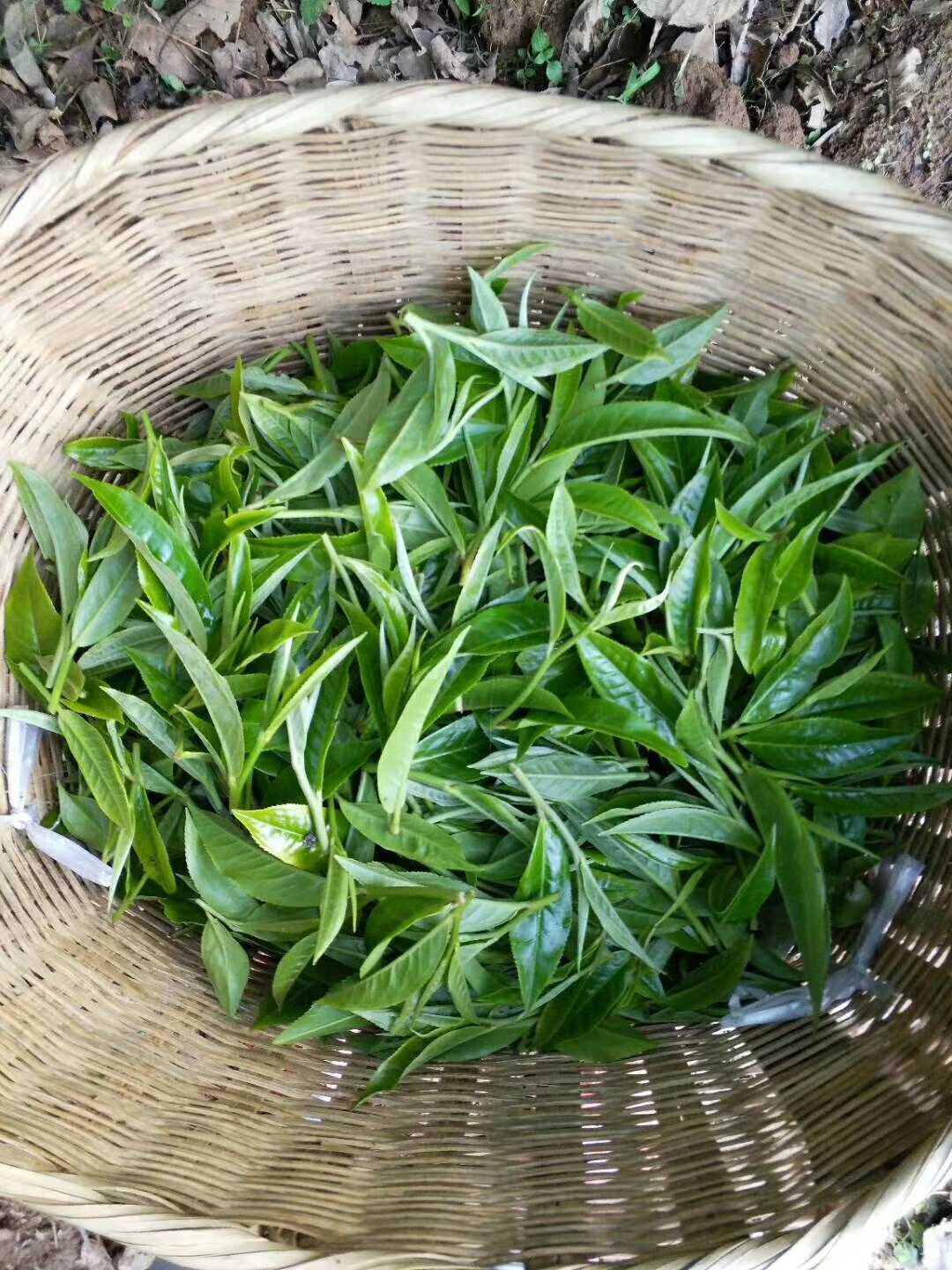 十年老店南涧无量山古德普洱茶生茶手工大树春茶茶叶包装