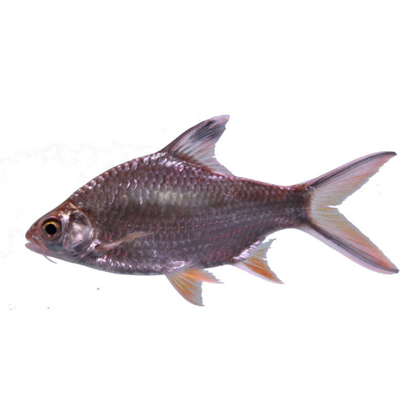 泰国鲫金元宝银飞双线黄金热带观赏鱼大型宠物鱼