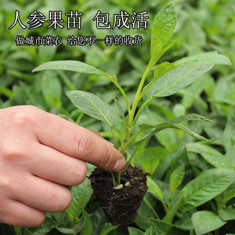 人参果人参果苗四季水果水果树树苗高产种籽种子水果种子