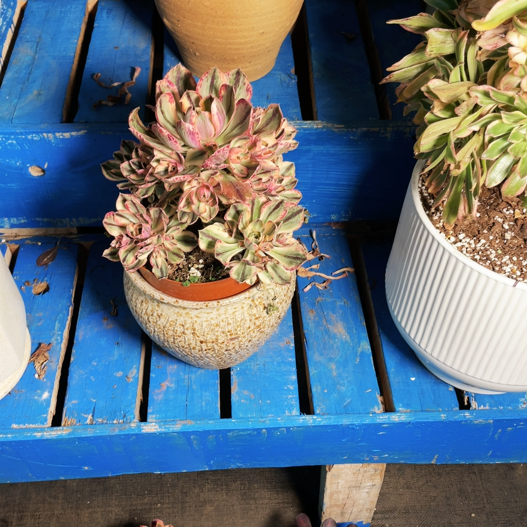 云南法师锦清青花瓷多肉植物