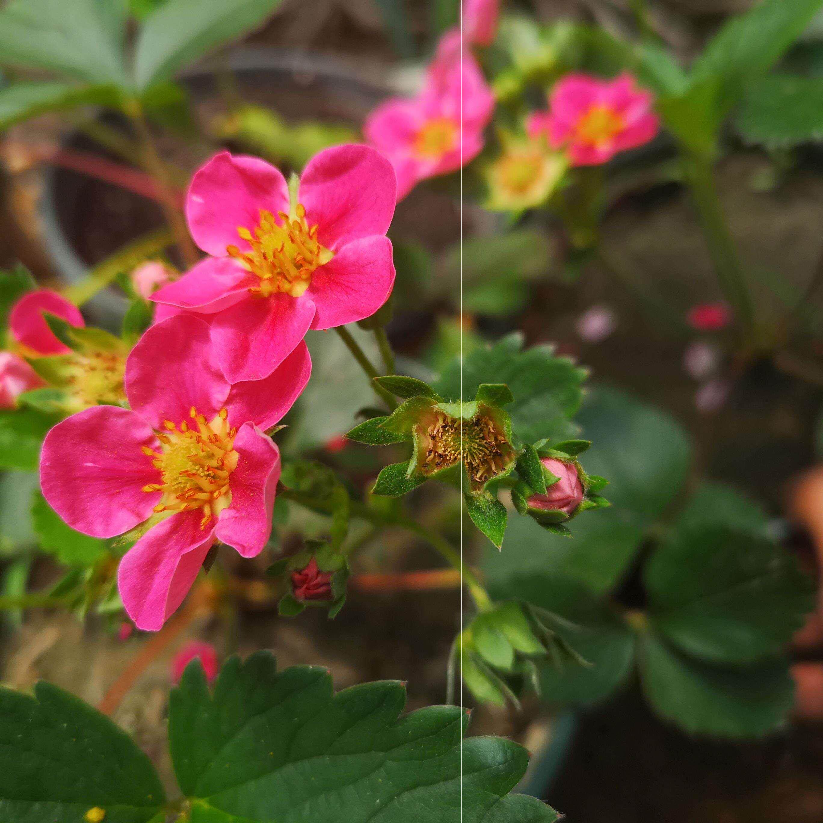 四季阳台红花盆栽红宝红宝石石粉托斯卡纳草莓带盆果树