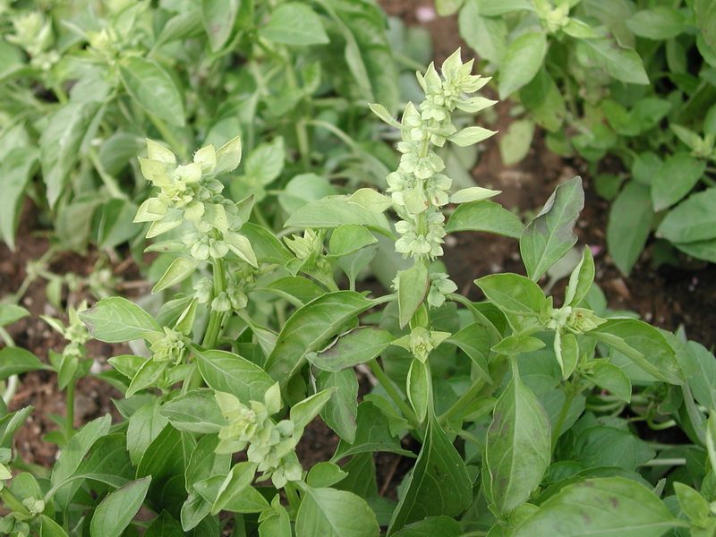 新鲜有机金不换九层塔调料餐厅酒店配送12元半斤其它