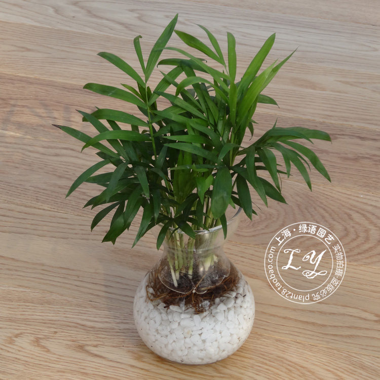 花卉水养袖珍椰子水培植物水生室内桌面绿植绿植