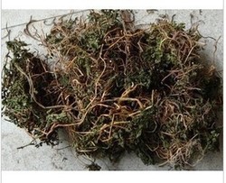 中药材阴地蕨/一朵云/独脚金鸡/小春花/蛇不见破天云花蕨独脚蒿 - 安