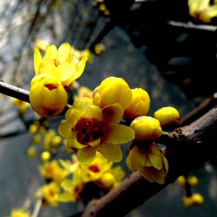 腊梅包成活浓香盆栽树苗梅花花卉香型庭院室内花卉