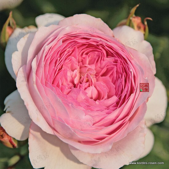 获奖k08卢森堡公主alexandra princesse de luxemburg大灌木月季