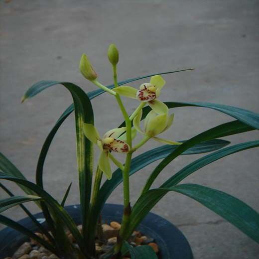 兰花唐伯虎荷瓣虎斑建兰四季花苗花卉绿植盆栽绿植