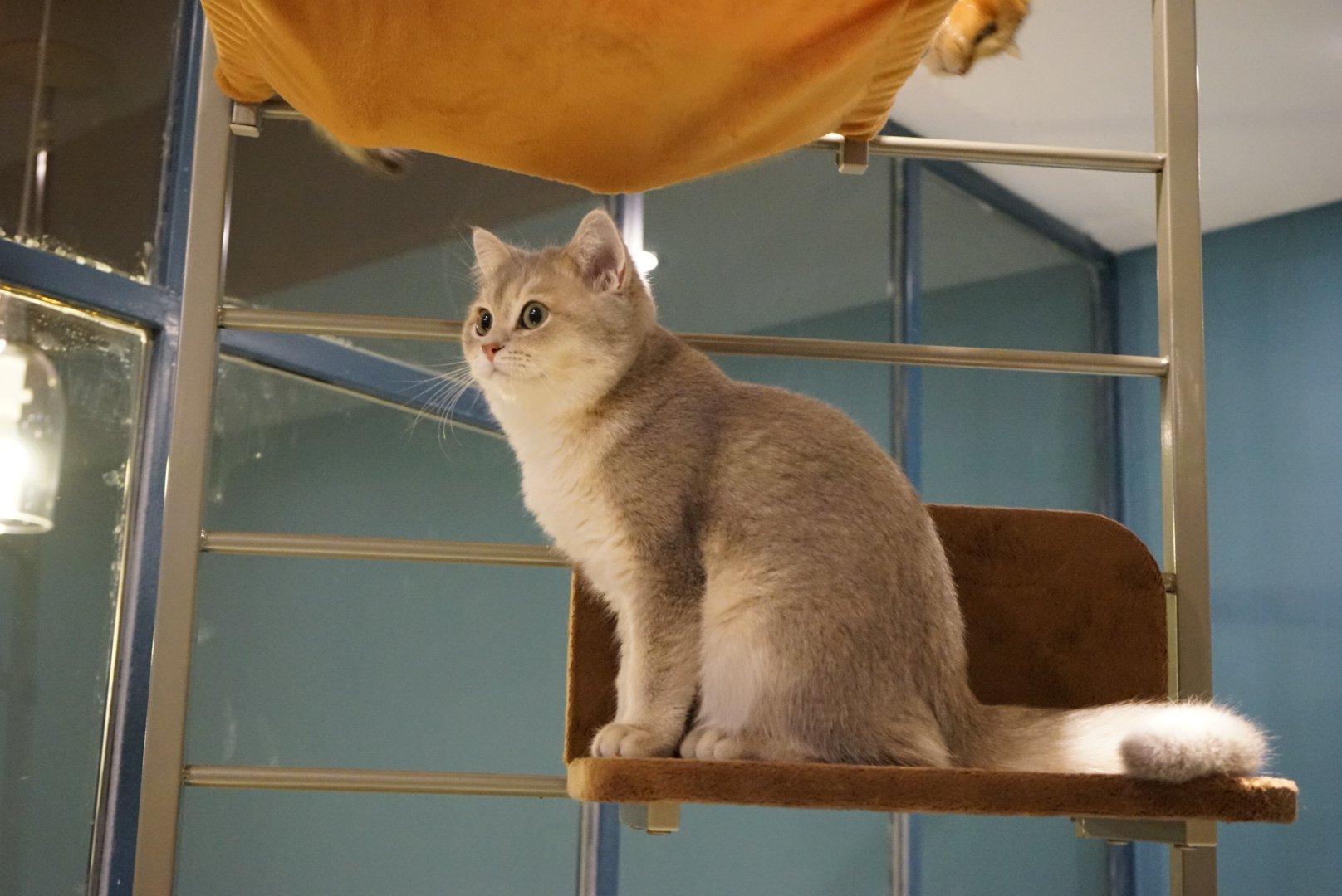 渐层cfawcf注册猫舍蓝金英短金色英国短毛猫咪