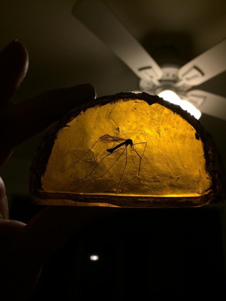 美国代购amber手作趣味侏罗纪世界蚊子琥珀切片摆件