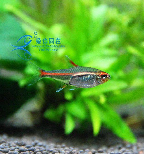 红管灯鱼玻璃霓虹灯热带鱼观赏鱼活体群游草缸混养鱼
