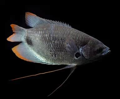 红黑招财观赏鱼热带鱼长丝鲈大飞船战船满额包邮鱼