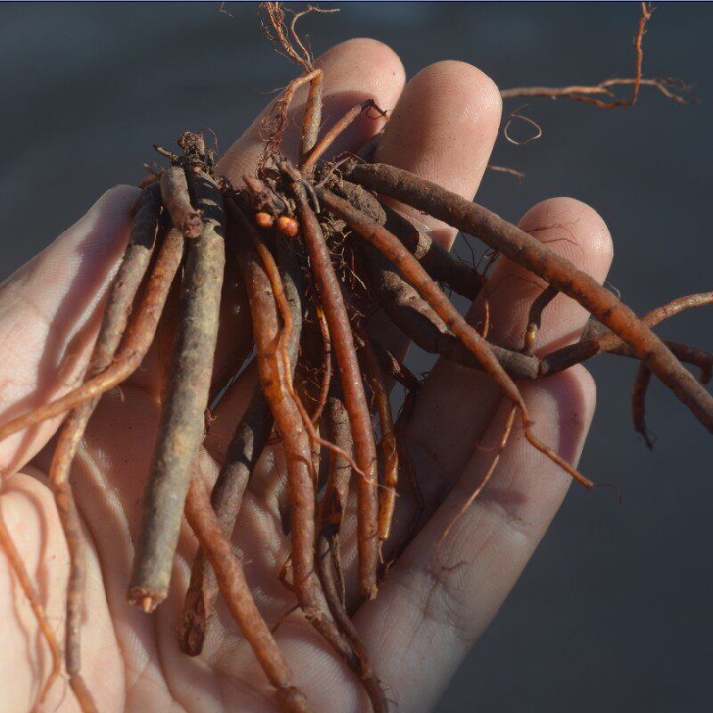 云南哀牢山的高山小红参晒干货80克份可以煲汤喝可以泡酒