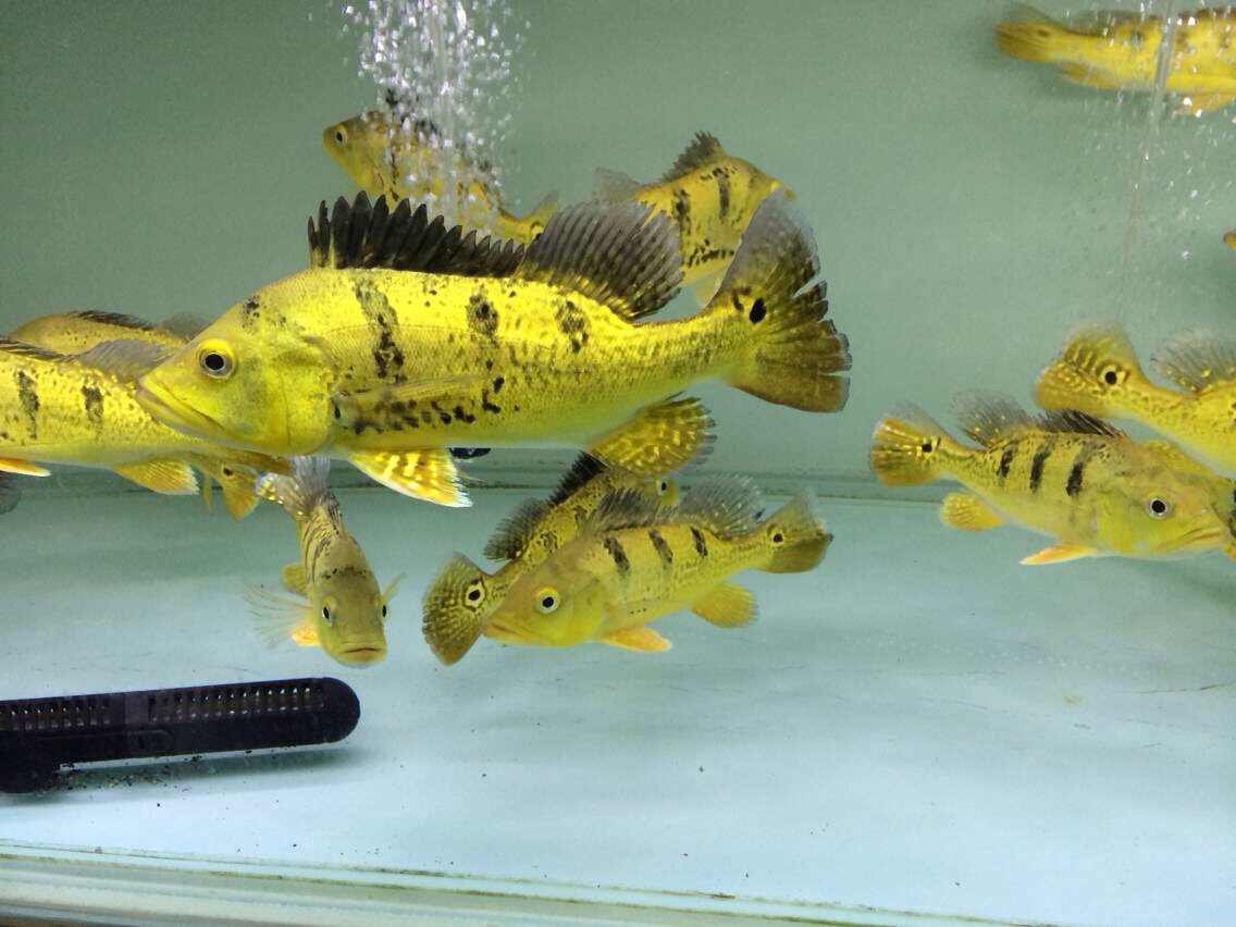 西亚巴西热带三间蓝帆眼斑随风24k水族活体鱼