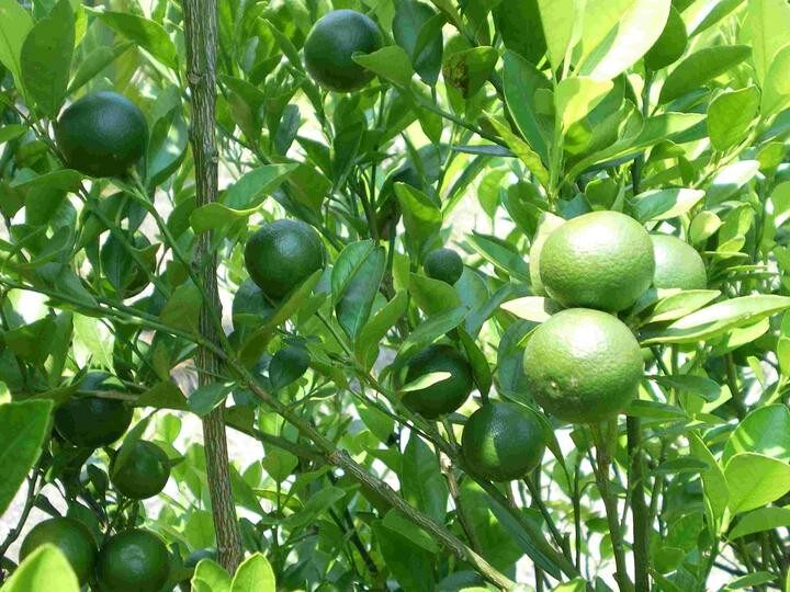 青柠檬一特无籽新鲜水果柠檬500g柠檬