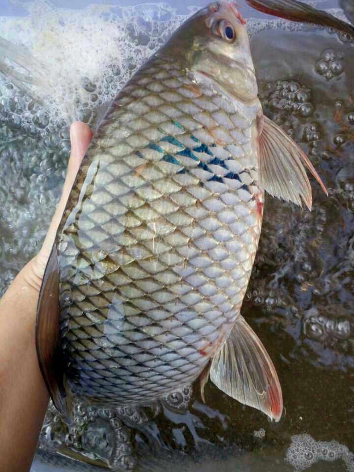 鲮鱼饵鱼饵腥香土鲮广东冬钓鲫鱼饵料丸九野钓套餐配方大鲮鱼包邮