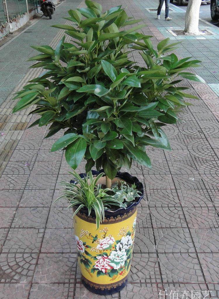 大型元宝树平安树摇钱树盆栽绿植开业礼品办公室内吸甲醛仅售厦门