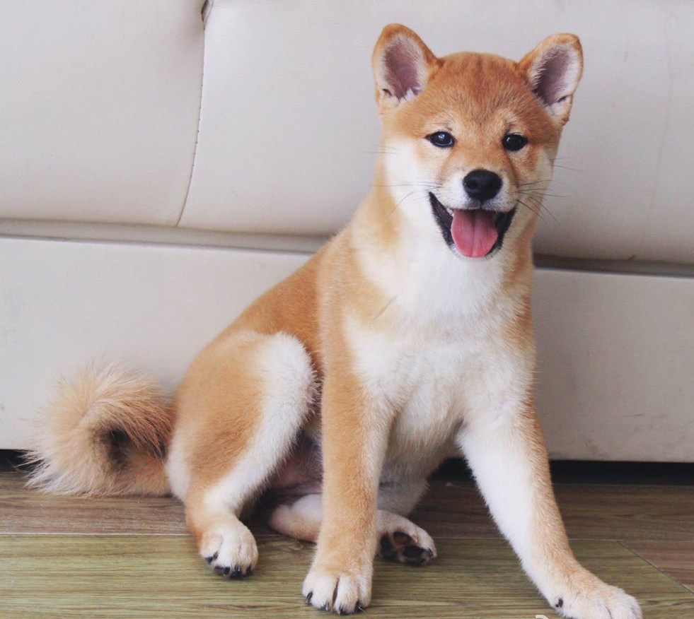 宠物日系柴犬活体纯种幼犬宠物狗狗狗精品赤色狗狗