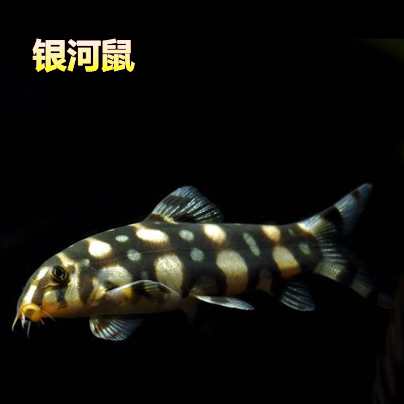 金苔鼠鱼活体③底栖清洁鱼工具鱼三间鼠鱼九间鼠银河潜水艇鼠汐灵