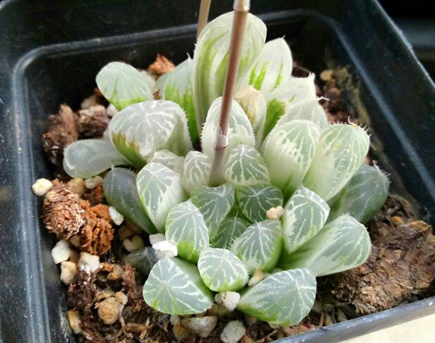 玉露皓鲜多肉卷属十二合科百合白玉露水晶白斑多肉植物