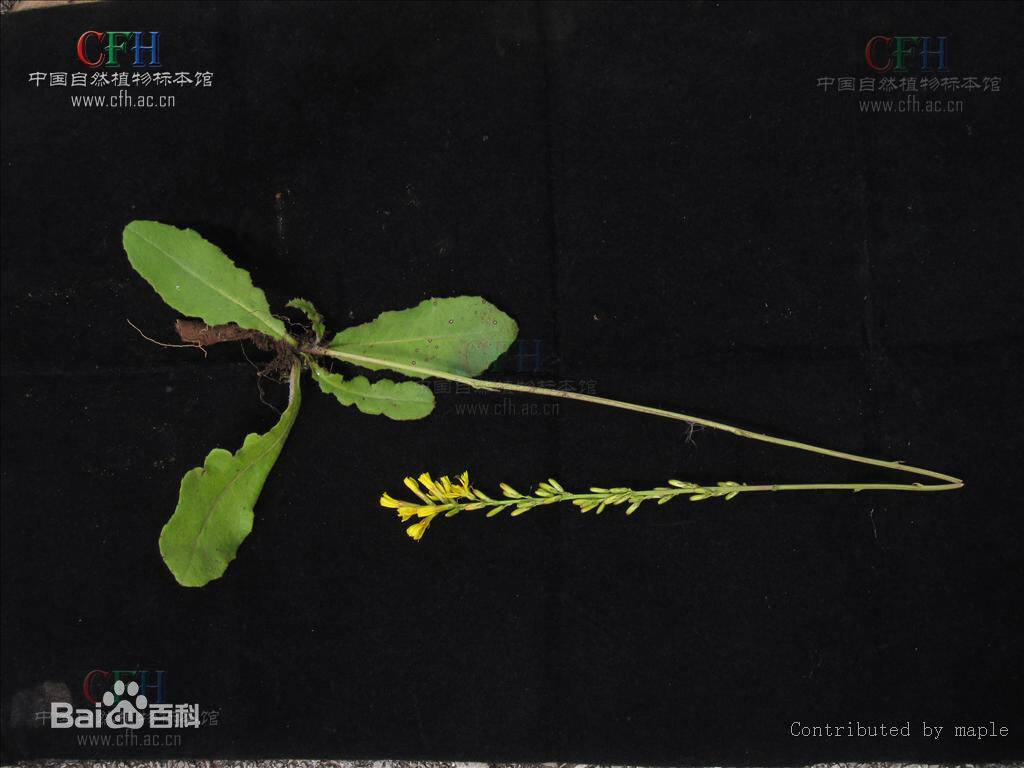 大一支箭肉根还阳参大地挡云南野生250g干净煲汤泡蜂蜜新货