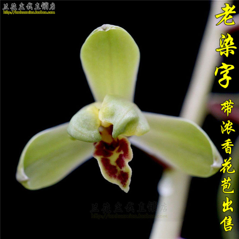 高档蕙兰老八老染字冬带花苞出售浓香好养兰花时令草本花卉