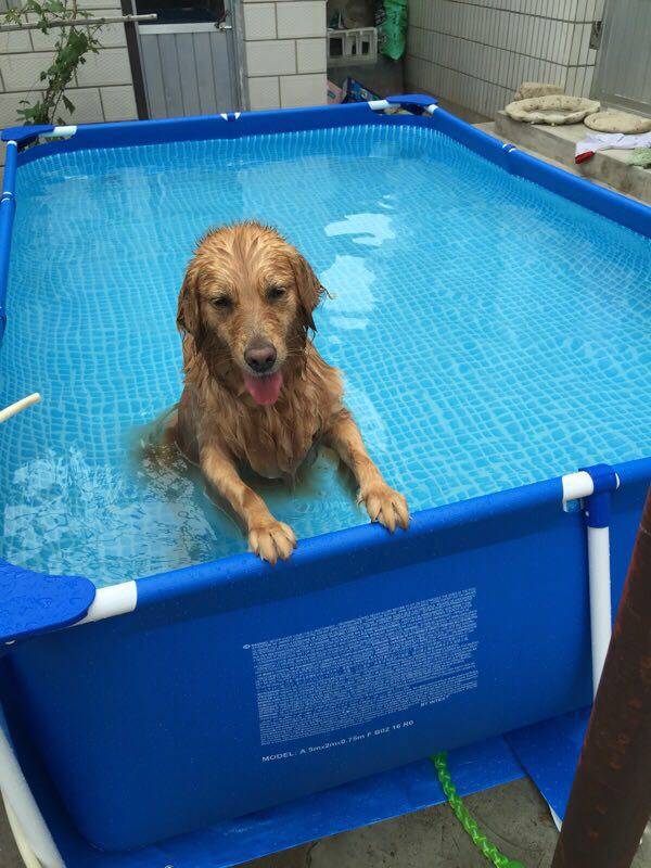 狗狗洗澡澡盆可折叠浴盆金毛夏天宠物支架游泳池游泳池